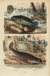 Kletterbarsch, Anabas testudineus, und Vieraugenfisch, Anableps anableps