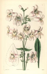 Cobaea-blütiger Penstemon, Penstemon cobaea. Handkolorierte Kupferstichgravur von Weddell nach J. McNab aus John Lindley und Robert Sweet