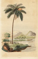 Kokosnussbaum, Cocos nucifera