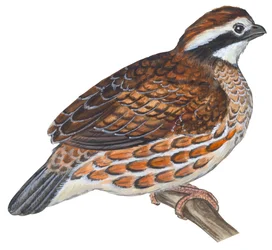 Virginiawachtel (Colinus virginianus)