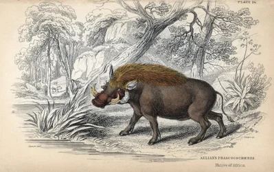 Gewöhnliches afrikanisches Warzenschwein (Phaochoerus africanus). Kupferstich von William Lizars, basierend auf einer Zeichnung von James Stewart, veröffentlicht in der Naturalist Library: Säugetiere, Dickhäuter und vierfüßige Tiere mit feiner Haut, heraus