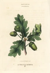Gewöhnliche Britische Eiche, Quercus robur. Handkolorierte Kupferstichgravur nach einer Illustration von Richard Duppa aus seinem The Clours and Orders of the Linnaean System of Botany, Longman, Hurst, London