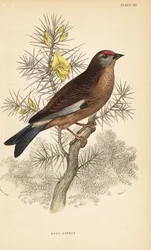 Hänfling, Linaria cannabina, auf einem Ast sitzend