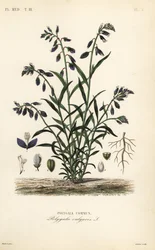 Gewöhnlicher Kreuzblütler, Polygala vulgaris