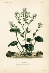 Löffelkraut