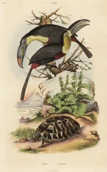 Griechische Landschildkröte, Testudo graeca 1, Schwefelbrusttukan, Ramphastos sulfuratus 2, und Weißkehltukan, Ramphastos tucanus 3