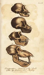 Vergleichende Anatomie der Schädel von Affe, Pavian und Affe - Handkolorierter Kupferstich aus Ebenezer Siblys Universal System of Natural History, London