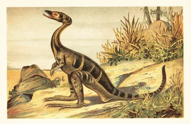 Compsognathus longipes, ausgestorbener kleiner, fleischfressender Theropode. 1908 (Lithografie)