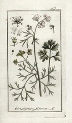 Koriander (Coriandrum sativum). Lithographie aus „Afbeelding der Artseny-Gewassen“ von Johannes Zorn (1739-1799), Niederlande