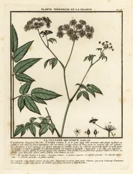 Wasserschierling, Cicuta virosa