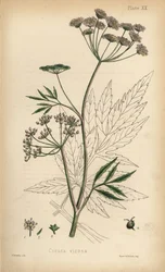 Wasserschierling, Cicuta virosa. Handkolorierte Lithographie von Henry Sowerby aus Edward Hamiltons Flora Homeopathica