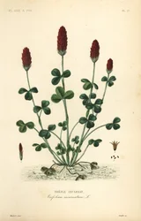 Inkarnatklee, Trifolium incarnatum