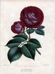 Purpurrosa und lila. Hybridsorte des Tees, im Gewächshaus gezüchtet, Typ Rose von China. Lithographie von Worthington G.Smith (1835-1917), veröffentlicht im Floral Magazine