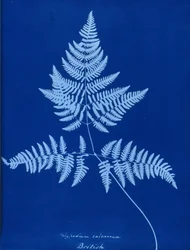 Cyanotypie von Polypodium calcareum