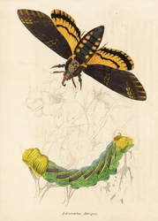 Totenkopfschwärmer, Acherontia atropos. Handkolorierter Stahlstich aus Georg Friedrich Treitschkes Naturhistorischer Bildersaal des Thierreiches, Leipzig-1842.