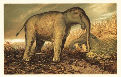 Deinotherium giganteum, großer prähistorischer Verwandter der heutigen Elefanten. 1908