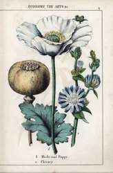 Beschreibung einer medizinischen Mohnblume mit weißer Blüte und blauer Chicorée-Blüte. Chromolithographie in „Recueil d