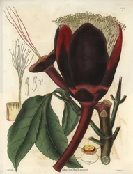 Beschreibung der großen dunkelbraunen Blüte eines Pekannussbaums, der essbare Nüsse, Pekannüsse, produziert. Pflanze aus Südamerika. Illustration von William Jackson Hooker (1785-1865), britischer Botaniker und Schriftsteller, Professor an der Universitä