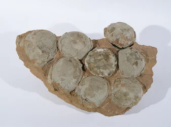 Dinosauriereier, gefunden in der Provinz Henan, China, Oberkreide