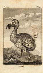 Dodo, Raphus cucullatus, ausgestorbener Vogel