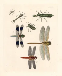 Libellenlarvenformen 1,2,3, gewöhnliche Weißschwanzlibelle, Libellula lydia 4, grüne Mosaikjungfer, Anax junius 5, und scharlachroter Schwärmer oder purpurroter Darter, Crocothemis servilia 6. Handkolorierte Lithographie aus John O. Westwood