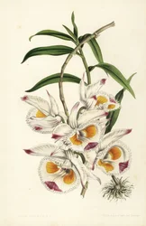 Dendrobium-Orchidee des Herzogs von Devonshire, Dendrobium devonianum. Handkolorierte Lithographie von Stroobant aus Louis van Houtte und Charles Lemaire
