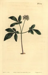 Zwerg-Ginseng, Panax trifolius