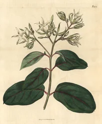 Echite - Kamettia caryophyllata (Nelken-duftende Echites, Echites caryophyllata). Handkolorierter botanischer Stich aus John Sims