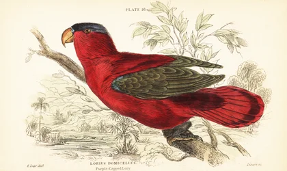Gefährdeter Purpurnackenlori, Lorius domicella. 1889 (Gravur)