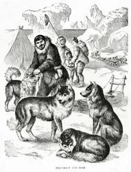 Eskimos und Hunde (1902)