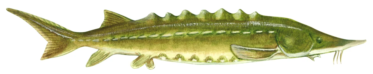Schwarzer Stör - Atlantischer Stör (Acipenser oxyrinchus)