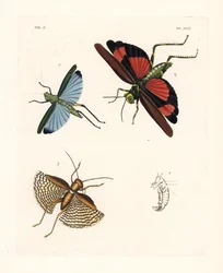 Eupropacris coeruleus Heuschrecke 1, Chromacris miles 2, und Gryllacris tessellata 3. Handkolorierte Lithographie aus John O. Westwood