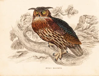 Uhu, Bubo bubo. Handkolorierter Stahlstich aus Georg Friedrich Treitschkes Naturhistorischer Bildersaal des Thierreiches, Leipzig.