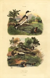 Goldregenpfeifer, Pluvialis apricaria, und Sandregenpfeifer, Charadrius hiaticula