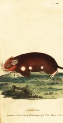 Europäischer Hamster, Cricetus cricetus. Kritisch gefährdet, 1800 (Gravur)