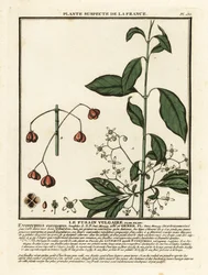Pfaffenhütchen, Euonymus europaeus