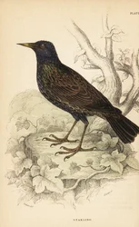 Star, Sturnus vulgaris