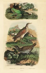Europäischer Laubfrosch, Wasserralle und Wachtelkönig