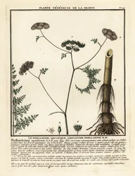 Feinblättriger Wasserfenchel, Oenanthe aquatica