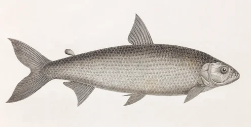 Fische: Le Characin