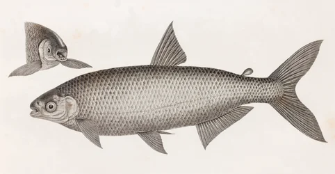 Fische: Le Characin