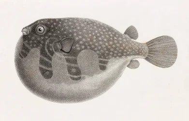 Fische: Tetrodon (Nahaufnahme)