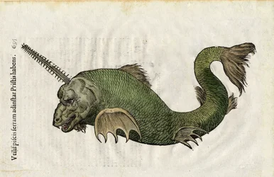 Sägefisch (Pristis) in Ulyssis Aldrouandi... De piscibus libri V et de cetis lib. vnus/Ioannes Cornelius Vteruerius... collegit; Marc. Antonius Bernia in lucem restituit..., behandelt die Naturgeschichte von Ulisse Aldrovandi (1522-1605). Bologna