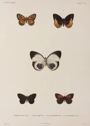 Fünf Schmetterlinge, Neuguinea