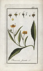 Brennender Hahnenfuß oder kleiner Graben oder kleine Flamme (Ranunculus flammula). Lithographie aus „Afbeelding der Artseny-Gewassen“ von Johannes Zorn (1739-1799), Niederlande