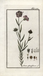 Leinsamen (Linum usitatissimum). Lithographie aus „Afbeelding der Artseny-Gewassen“ von Johannes Zorn (1739-1799), Niederlande