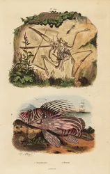 Fossiles Skelett eines ausgestorbenen Pterodaktylus, Pterodactylus antiquus, und Rotfeuerfisch, Pterois volitans