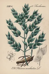Mäusedorn, Ruscus aculeatus. Handkolorierte Lithographie aus Diederich von Schlechtendals Deutsche Flora (Flora von Deutschland), Jena