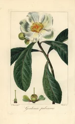 Franklin-Baum, Franklinia alatamaha, heimisch in Amerika, in der Wildnis ausgestorben. Handkolorierter Punktstich auf Kupfer von Barrois nach einer botanischen Illustration von Pancrace Bessa aus Mordant de Launay