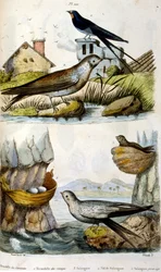 Französische farbige Illustration um 1884, Darstellung von Fluss- und Küstenvögeln